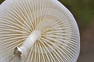 Oudemansiella mucida, commonly known as porcelain fungus, is a basidiomycete fungus of the family Physalacriaceae