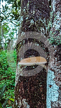 Oudemansiella mucida, commonly known as porcelain mushroom, is a basidiomycete mushroom native to Europe.