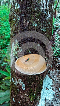 Oudemansiella mucida, commonly known as porcelain mushroom, is a basidiomycete mushroom native to Europe.