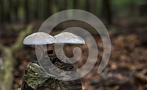 Oudemansiella mucida fungus in the forest