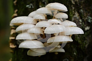 Oudemansiella mucida mushroom