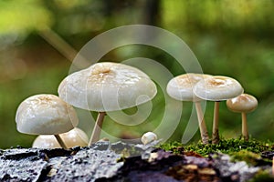 Oudemansiella mucida mushroom