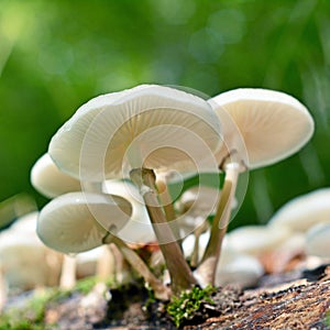 Oudemansiella mucida mushroom