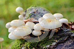 Oudemansiella mucida mushroom