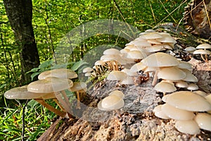 Oudemansiella mucida mushroom