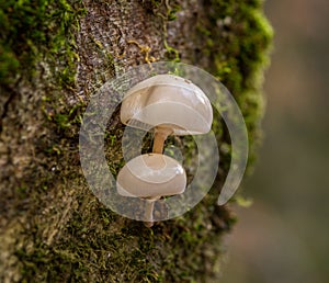 Oudemansiella mucida mushrooms called porcelain fungus