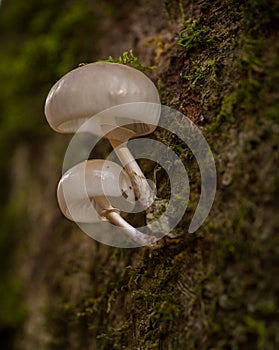 Oudemansiella mucida mushrooms called porcelain fungus