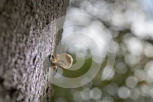 Oudemansiella Mucida,Porcelain Fungus close up