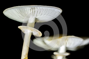 Oudemansiella Mucida,Porcelain Fungus close up