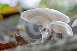 Oudemansiella Mucida,Porcelain Fungus close up