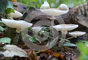 Oudemansiella mucida, the porcelain fungus in a close wide-angle shot