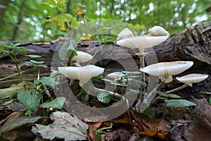 Oudemansiella mucida, the porcelain fungus in a close wide-angle shot