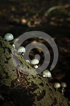 The oudemansiella mucida or porcelain mushroom