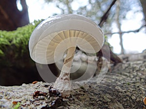 Oudemansiella mucida -Porcelain Mushroom