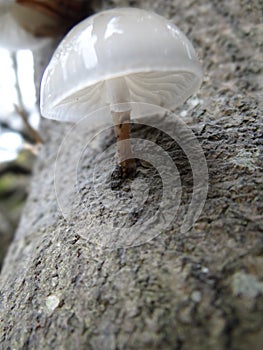 Oudemansiella mucida -Porcelain Mushroom