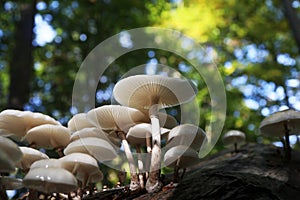 Oudemansiella mucida. Porcelain mushrooms on tree bark. Oudemansiella mucida on beech log.