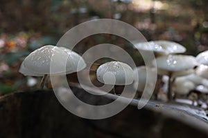 Oudemansiella mucida. Porcelain mushrooms on tree bark. Oudemansiella mucida on beech log.