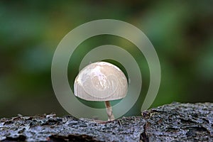 Oudemansiella mucida Schrad. HÃ¶hn. - Porcelain Fungus