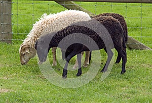 Ouessant Sheep