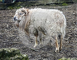 Ouessant sheep 2
