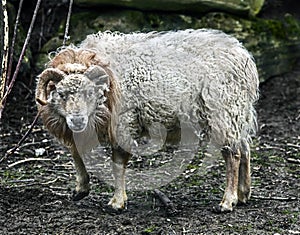 Ouessant sheep 3