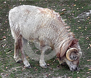 Ouessant sheep 4