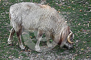 Ouessant sheep 6