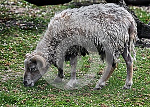 Ouessant sheep 7