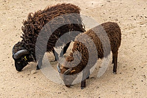 Ouessant sheep feed on sandy soil
