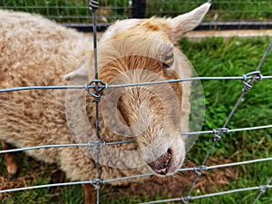The Ouessant or Ushant is a breed of domestic sheep.