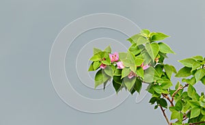 ougainvillea with pink flowers in a flower spot on a gray background.