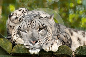 Ounce or snow leopard photo