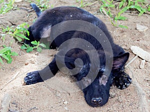 Oung black stray dog or puppy with leprosy show hairless around its eyes and legs lying on the ground