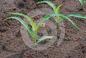 Young corn field