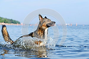 Oung energetic half-breed dog is jumping over water. Doggy is playing in water.