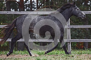 Oung gray trakehner mare horse trotting in paddock along the fence in autumn