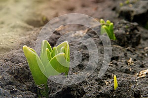 A oung green hyacinth sprouts from the ground