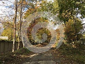 Ð¡ountryside street, road. Trees, early autumn forest.