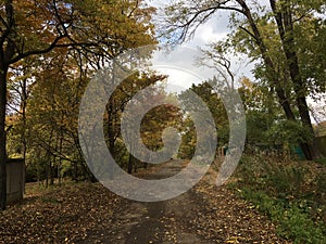 Ð¡ountryside street, road. Trees, early autumn forest.