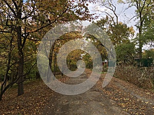 Ð¡ountryside street, road. Trees, early autumn forest.