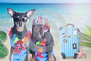 Ð¡ouple of dogs on a tropical island, ready for rest, sea, sun, suitcase. Holiday concept, trips to the sea
