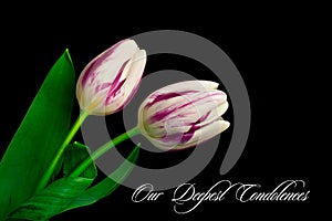 Our deepest condolences. Tulips on black background with text