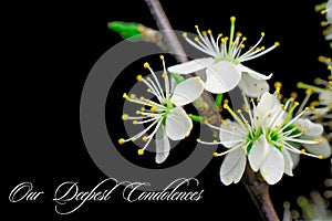 Our deepest condolences.white flowers on black background with text