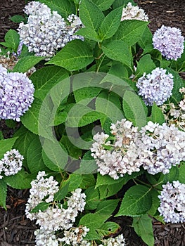 Our flowers out front