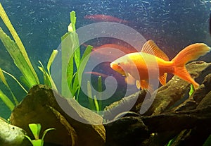 our goldfish Speedy