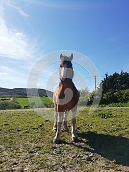 Our horse tico photo