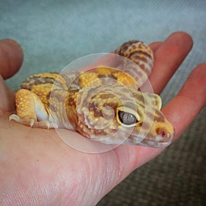 Our leopard gecko buddy called Stripes 