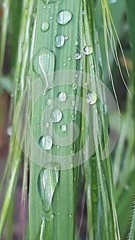 Our life is a dewdrop.  Let only a drop of dew  Our life - and yet ...