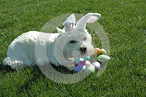 Our Westie (Annie) being defensive about her Easter egg stash