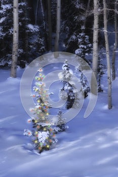 Ourdoor Christmas Tree